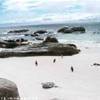 Boulders Beach, colonia di pinguini SUD AFRICA 