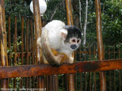 Monkeylands