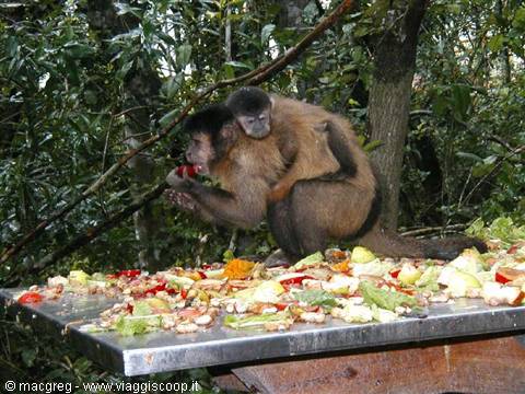 Monkeylands