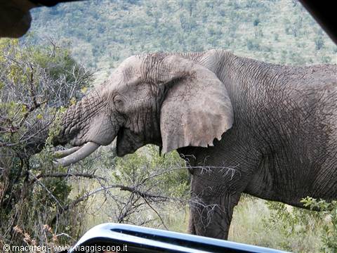 Pilanesberg NP