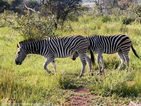 Pilanesberg NP