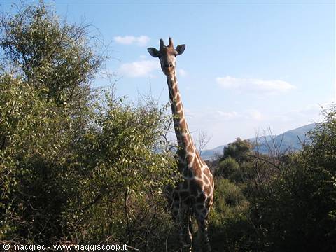 Pilanesberg NP