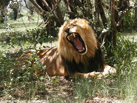 Pilanesberg NP