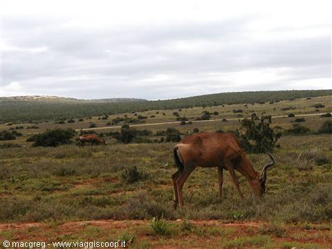 Addo NP