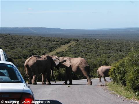 Addo NP