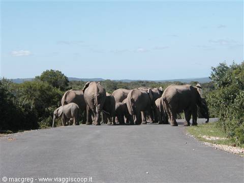 Addo NP