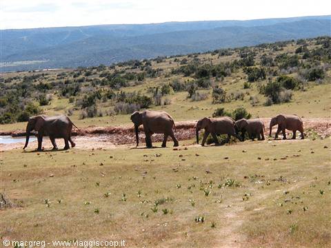 Addo NP