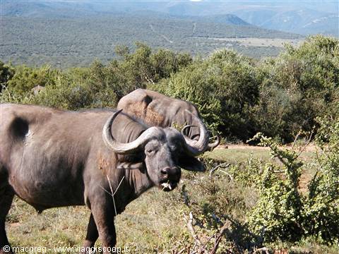 Addo NP
