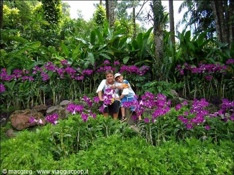 Royal Botanical Garden