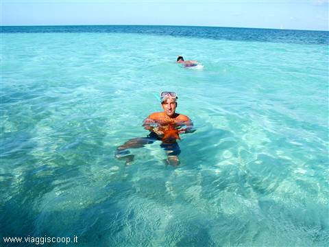 Isola di Saona, stelle marine