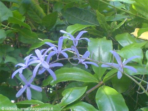 fiori