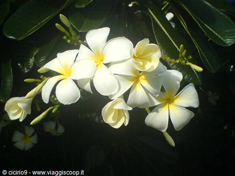 fiori