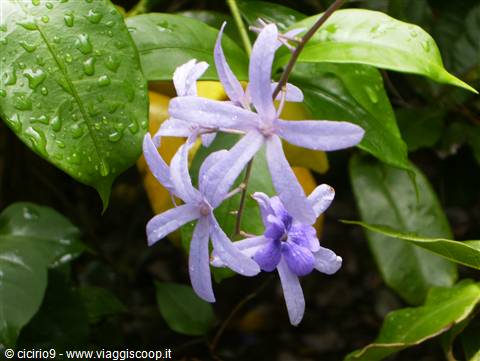 fiori