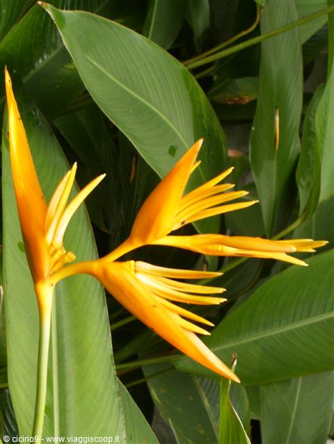 fiori