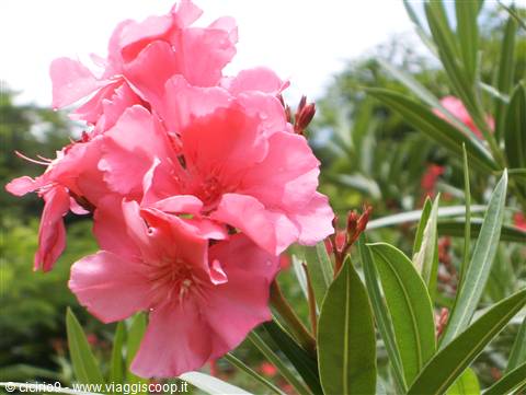 fiori