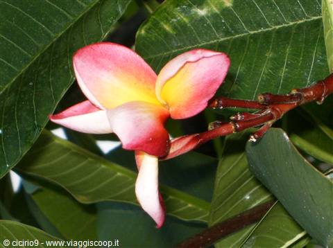 ancora fiori