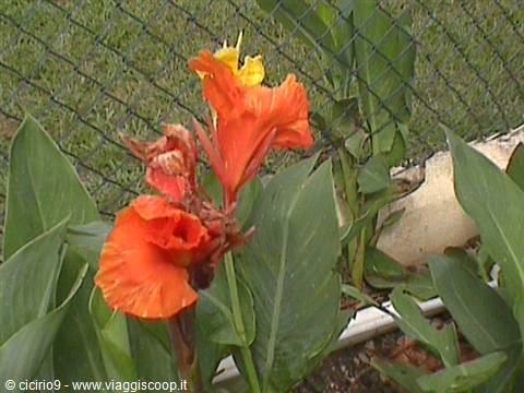 fiori