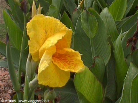 fiori