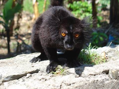 Lemure, la caratteristica scimmietta del Madagascar, Nosy Komba