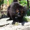 Lemure, la caratteristica scimmietta del Madagascar, Nosy Komba MADAGASCAR 