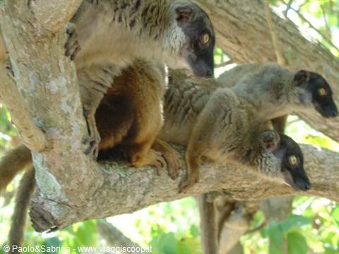 Lemuri, Nosy Tanikely