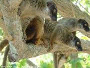 Lemuri, Nosy Tanikely