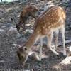 Animali all'agriturismo Nelson ITALIA 