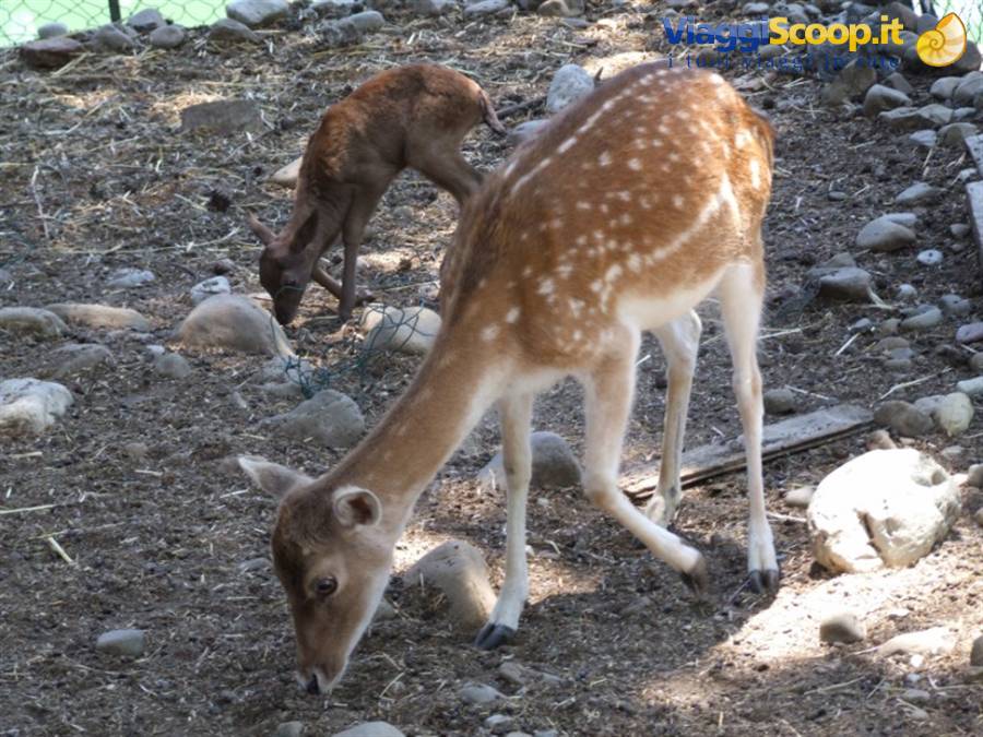 Animali all'agriturismo Nelson