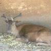 Animali all'agriturismo Nelson ITALIA 