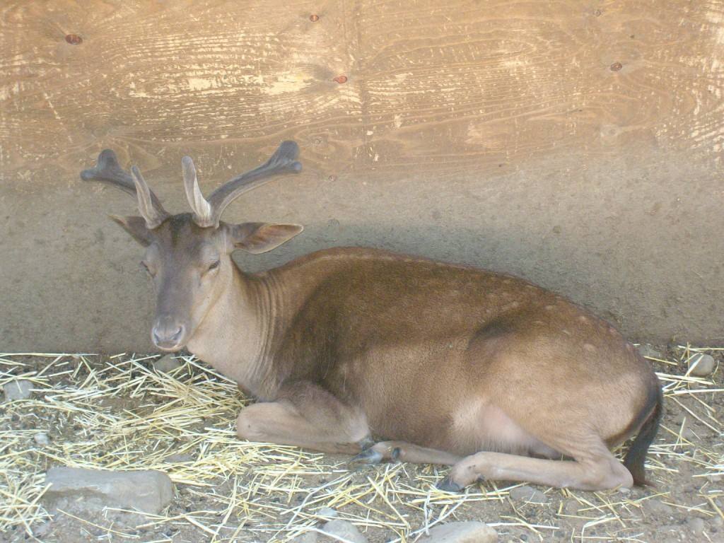 Animali all'agriturismo Nelson