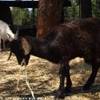 Animali all'agriturismo Nelson ITALIA 