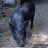 Animali all'agriturismo Nelson ITALIA 