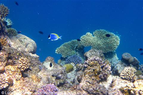 Snorkelling ad Olhuveli