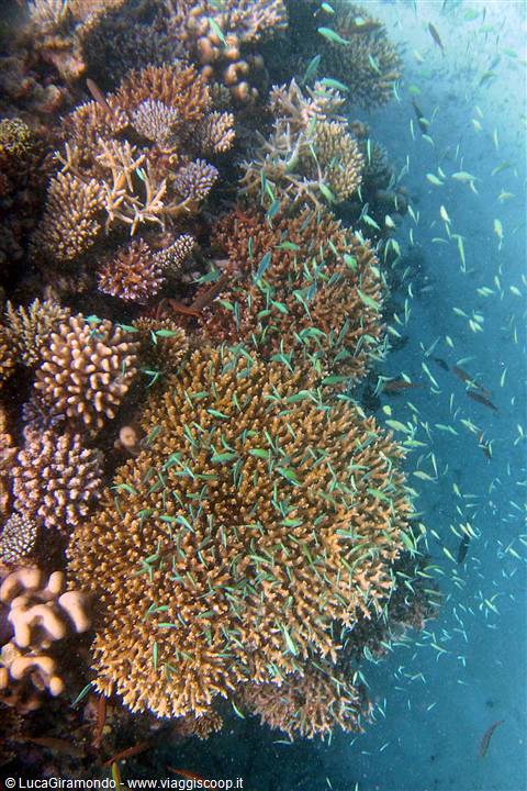 Snorkelling al largo di Olhuveli