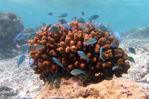 Snorkelling al largo di Olhuveli