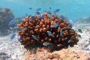 Snorkelling al largo di Olhuveli