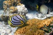 Snorkelling al largo di Olhuveli