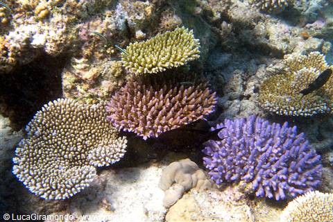 Snorkelling al largo di Olhuveli