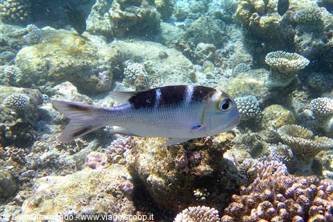 Snorkelling al largo di Olhuveli