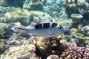Snorkelling al largo di Olhuveli
