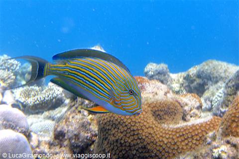 Snorkelling ad Olhuveli