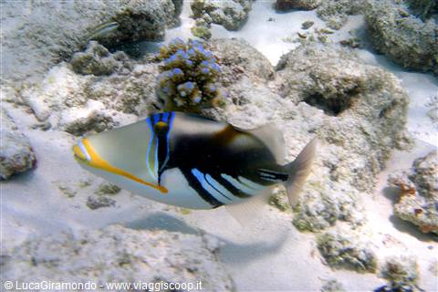 Snorkelling ad Olhuveli