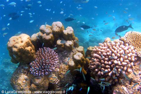 Snorkelling al largo di Olhuveli 