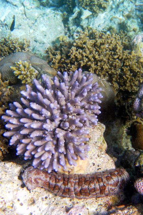 Snorkelling al largo di Olhuveli 