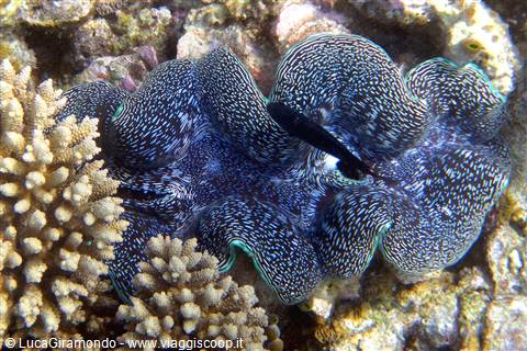 Snorkelling al largo di Olhuveli 