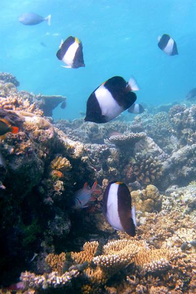 Snorkelling al largo di Olhuveli