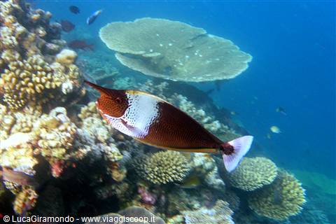Snorkelling al largo di Olhuveli 