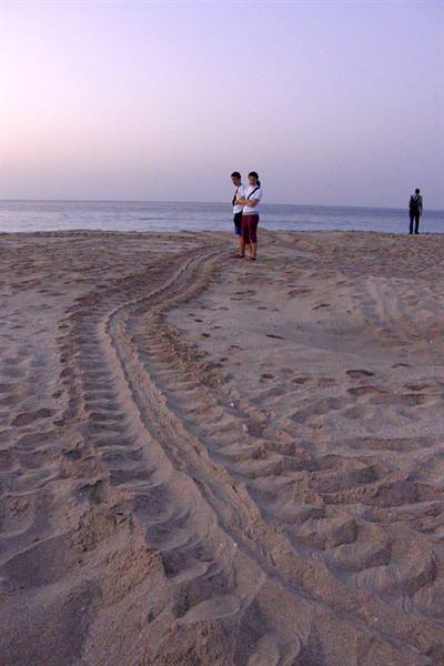 Ras al Jinz - Tracce tartarughe