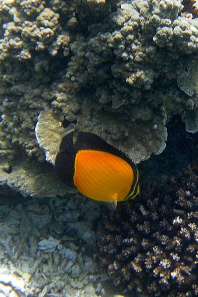Daymaniyat Islands