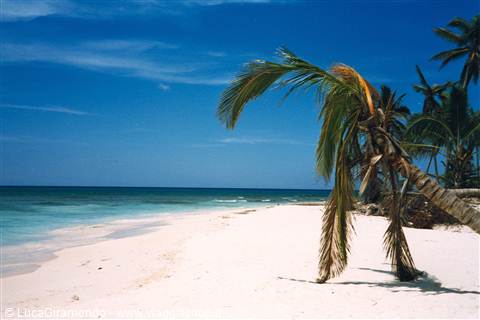 Saona